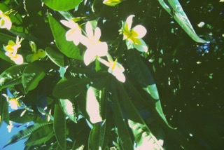 Photos TAHITI 1967