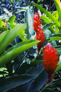 Photos TAHITI 1967